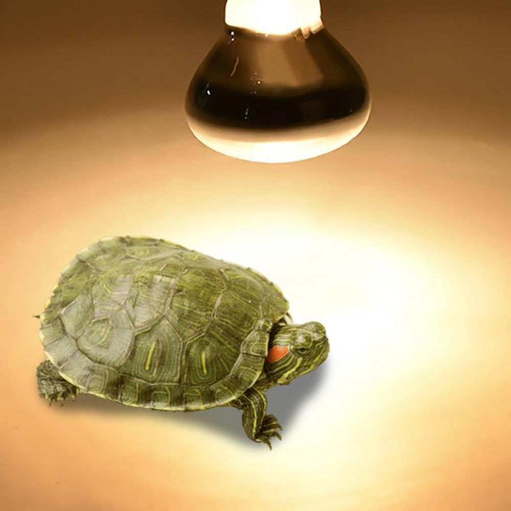 Controlador de temperatura de  - Basking Bulb Halogen reseña y precio